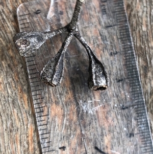 Eucalyptus tetrapleura at Kungala, NSW - suppressed