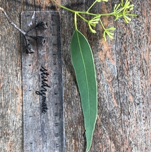 Eucalyptus tetrapleura at Kungala, NSW - suppressed