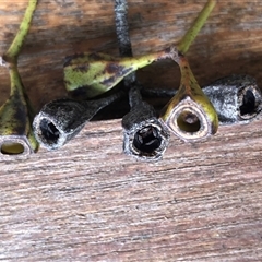 Eucalyptus tetrapleura at Kungala, NSW - suppressed