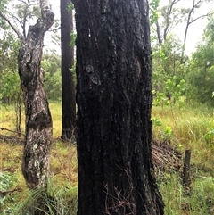 Eucalyptus tetrapleura at Kungala, NSW - suppressed