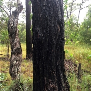 Eucalyptus tetrapleura at Kungala, NSW - suppressed