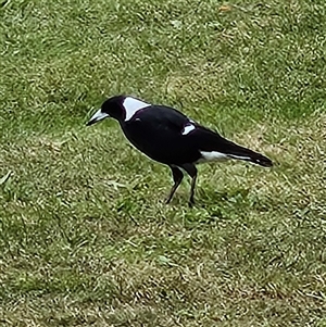 Gymnorhina tibicen (Australian Magpie) at Braidwood, NSW - 9 Mar 2025 by MatthewFrawley