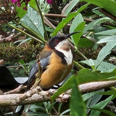 Acanthorhynchus tenuirostris (Eastern Spinebill) at Braidwood, NSW - 9 Mar 2025 by MatthewFrawley