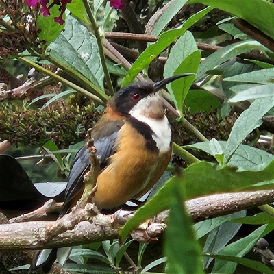 Acanthorhynchus tenuirostris (Eastern Spinebill) at Braidwood, NSW - 9 Mar 2025 by MatthewFrawley