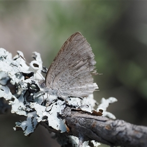 Erina hyacinthina (Varied Dusky-blue) at Booth, ACT - 3 Mar 2025 by RAllen