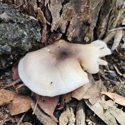 Omphalotus nidiformis (Ghost Fungus) at Captains Flat, NSW - 9 Mar 2025 by Csteele4