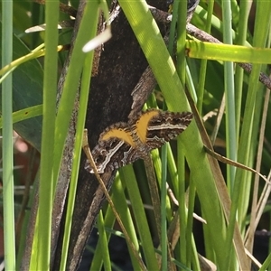 Chrysolarentia vicissata at Booth, ACT - 3 Mar 2025 12:41 PM