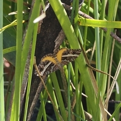 Chrysolarentia vicissata at Booth, ACT - 3 Mar 2025 12:41 PM