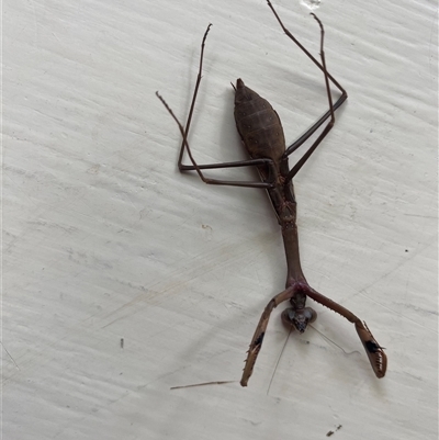 Unidentified Grasshopper, Cricket or Katydid (Orthoptera) at Hughes, ACT - Today by ruthkerruish