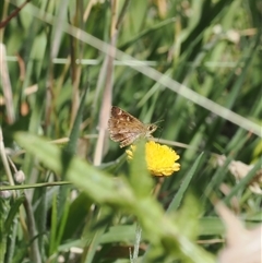 Dispar compacta (Barred Skipper) at Booth, ACT - 3 Mar 2025 by RAllen