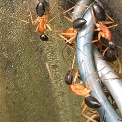 Camponotus nigriceps (Black-headed sugar ant) at Kungala, NSW - 9 Mar 2025 by donnanchris