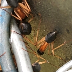 Camponotus nigriceps at Kungala, NSW - 9 Mar 2025 02:33 PM