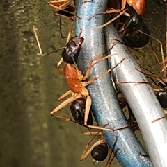 Camponotus nigriceps at Kungala, NSW - 9 Mar 2025 02:33 PM