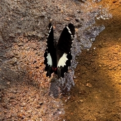 Papilio aegeus (Orchard Swallowtail, Large Citrus Butterfly) at Dunlop, ACT - 9 Mar 2025 by Toitjie1