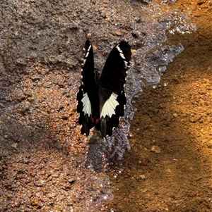 Papilio aegeus at Dunlop, ACT - Yesterday 01:39 PM