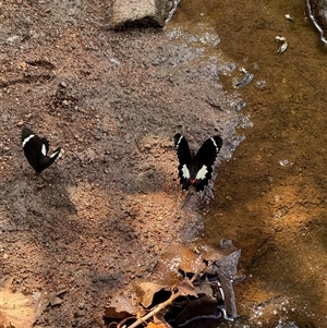 Papilio aegeus at Dunlop, ACT - Yesterday 01:39 PM