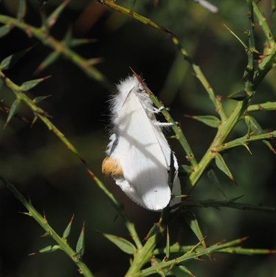 Acyphas chionitis (White Tussock Moth) at Mount Clear, ACT - 3 Mar 2025 by RAllen