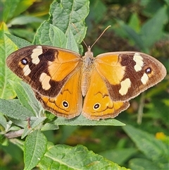 Heteronympha merope (Common Brown Butterfly) at Braidwood, NSW - 9 Mar 2025 by MatthewFrawley