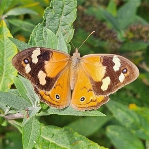 Heteronympha merope at Braidwood, NSW - Yesterday 03:03 PM