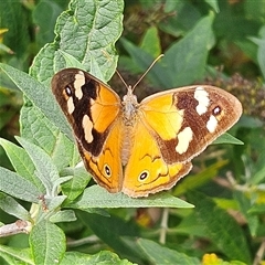 Heteronympha merope at Braidwood, NSW - Yesterday 03:03 PM