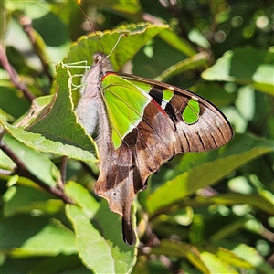 Graphium macleayanum at Braidwood, NSW - 9 Mar 2025 03:10 PM