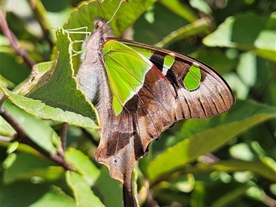 Graphium macleayanum (Macleay's Swallowtail) at Braidwood, NSW - 9 Mar 2025 by MatthewFrawley