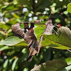 Graphium macleayanum at Braidwood, NSW - 9 Mar 2025 03:10 PM