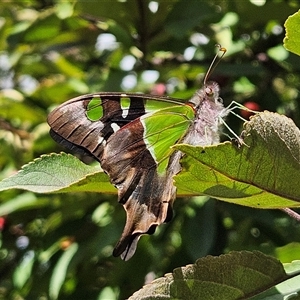 Graphium macleayanum at Braidwood, NSW - Yesterday 03:10 PM