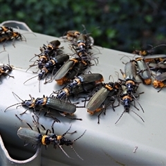 Chauliognathus lugubris (Plague Soldier Beetle) at Goulburn, NSW - 8 Mar 2025 by Milly