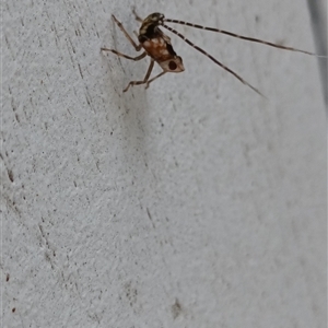 Fulgoroidea (superfamily) at Everton Hills, QLD - 2 Mar 2025 04:07 PM