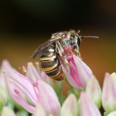 Lipotriches (Austronomia) phanerura (Halictid Bee) at Downer, ACT - 9 Mar 2025 by RobertD