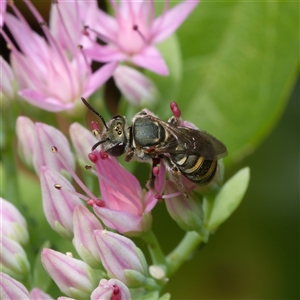 Lipotriches (Austronomia) phanerura at Downer, ACT - 9 Mar 2025 02:29 PM