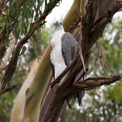 Haliaeetus leucogaster (White-bellied Sea-Eagle) at Jeremadra, NSW - 8 Mar 2025 by jb2602