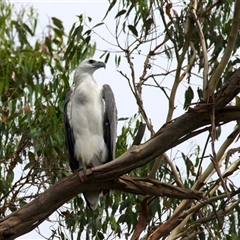 Haliaeetus leucogaster at Jeremadra, NSW - 8 Mar 2025 11:57 AM