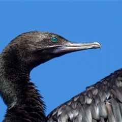 Phalacrocorax sulcirostris (Little Black Cormorant) at Jeremadra, NSW - 8 Mar 2025 by jb2602