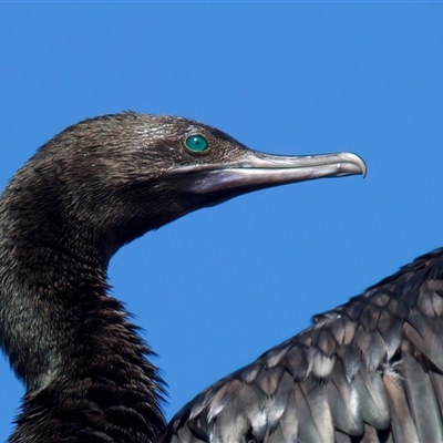 Phalacrocorax sulcirostris (Little Black Cormorant) at Jeremadra, NSW - 8 Mar 2025 by jb2602