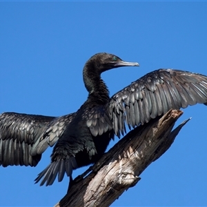 Phalacrocorax sulcirostris at Jeremadra, NSW - 8 Mar 2025 11:04 AM