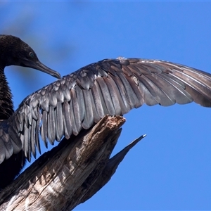 Phalacrocorax sulcirostris at Jeremadra, NSW - 8 Mar 2025 11:04 AM