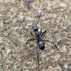 Rhytidoponera sp. (genus) (Rhytidoponera ant) at Crowther, NSW - 8 Mar 2025 by AaronClausen