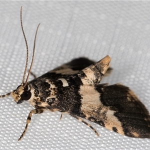 Nacoleia mesochlora (Pied Crambid) at Melba, ACT - 6 Mar 2025 by kasiaaus