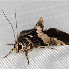 Nacoleia mesochlora at Melba, ACT - 6 Mar 2025 09:24 PM