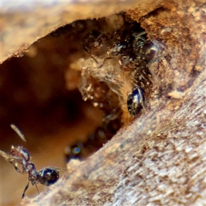 Crematogaster sp. (genus) at Lake George, NSW - 9 Mar 2025 02:15 PM