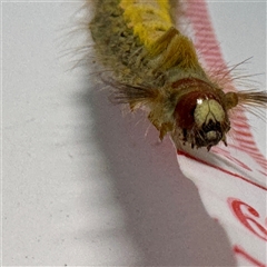 Nataxa flavescens at Lake George, NSW - 9 Mar 2025 03:23 PM