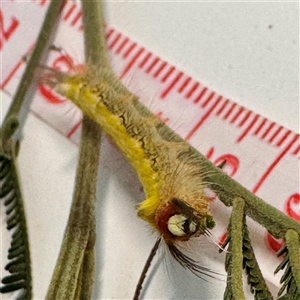 Nataxa flavescens at Lake George, NSW - 9 Mar 2025 03:27 PM