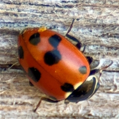 Hippodamia variegata (Spotted Amber Ladybird) at Lake George, NSW - 9 Mar 2025 by Hejor1