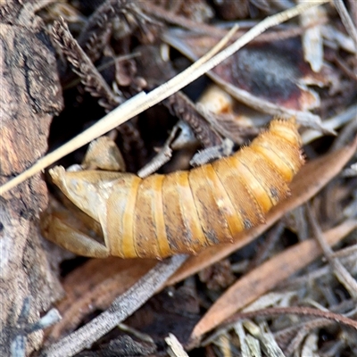 Hepialidae (family) IMMATURES (Unidentified IMMATURE Swift or Ghost Moth) at Lake George, NSW - 9 Mar 2025 by Hejor1