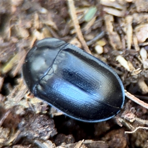 Pterohelaeus sp. (genus) at Lake George, NSW - 9 Mar 2025 by Hejor1