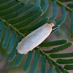 Oecophoridae (family) (Unidentified Oecophorid concealer moth) at Lake George, NSW - 9 Mar 2025 by Hejor1