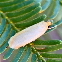 Oecophoridae (family) at Lake George, NSW - 9 Mar 2025 02:08 PM