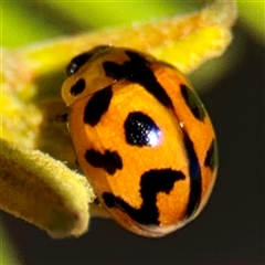 Coelophora inaequalis (Variable Ladybird beetle) at Lake George, NSW - 9 Mar 2025 by Hejor1